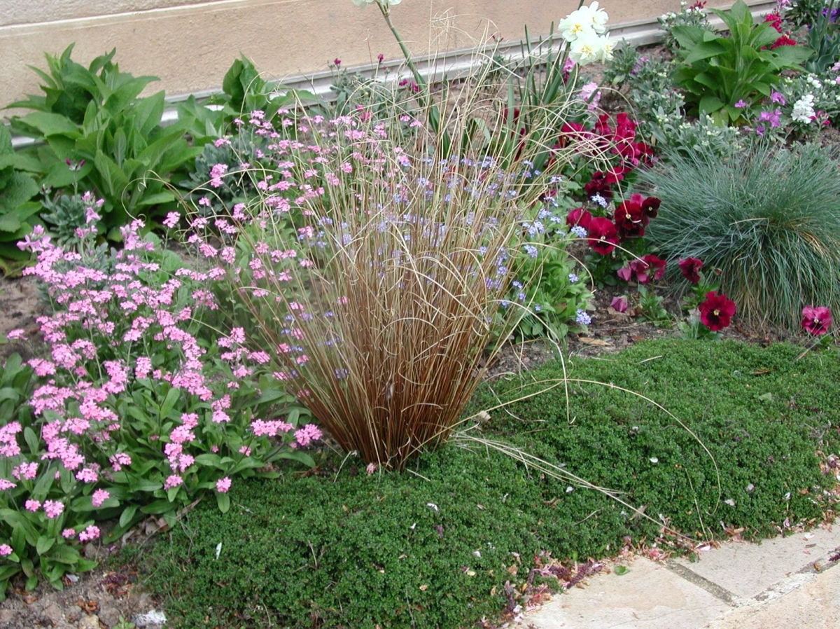Carex Red Rooster
