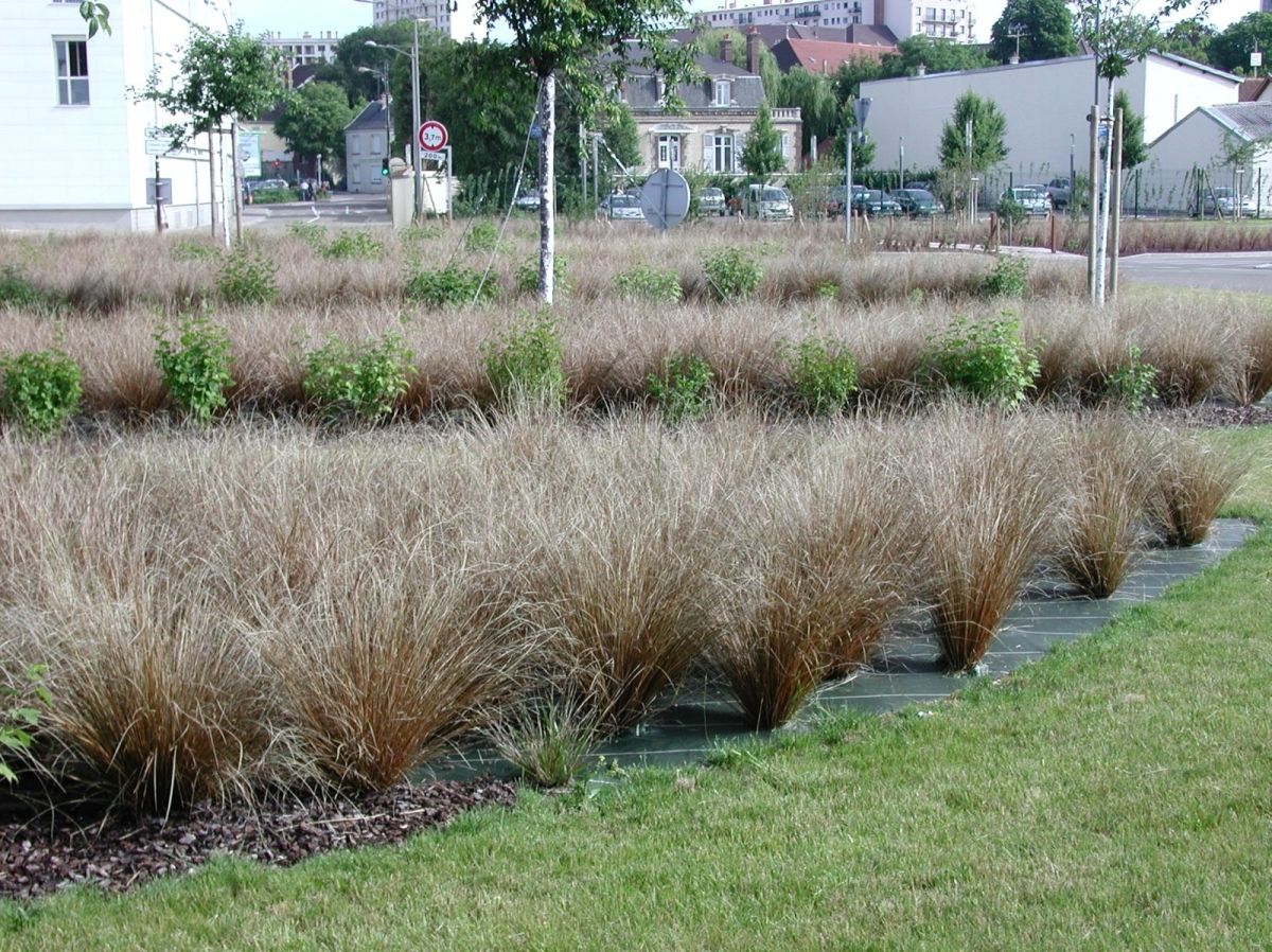 Carex Red Rooster