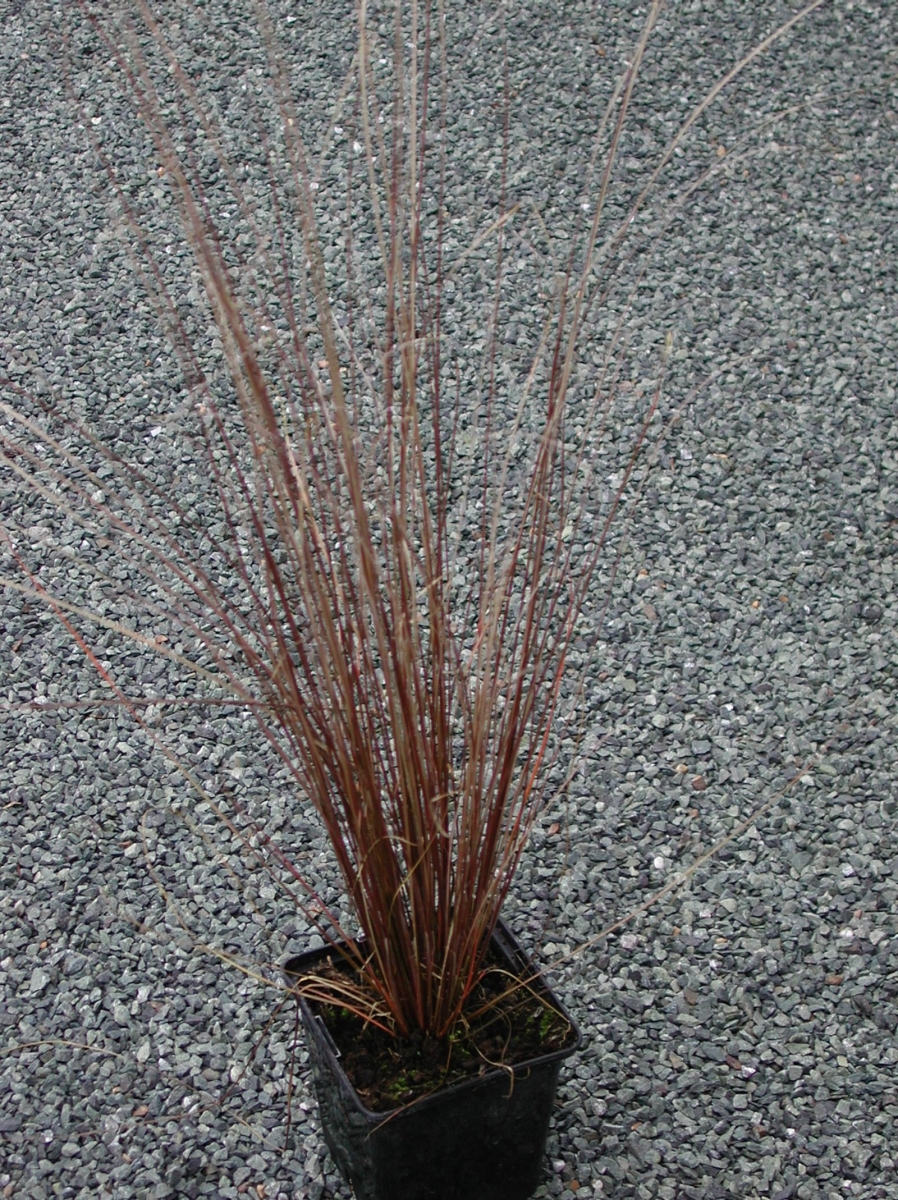 Carex Red Rooster