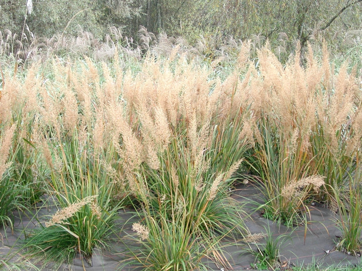 Calamagrostide à feuilles courtes