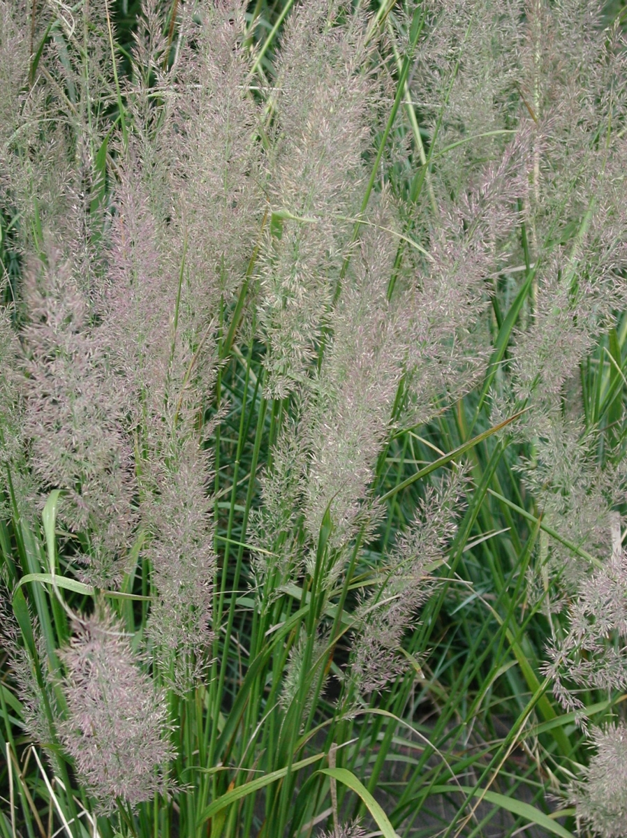 Calamagrostide à feuilles courtes