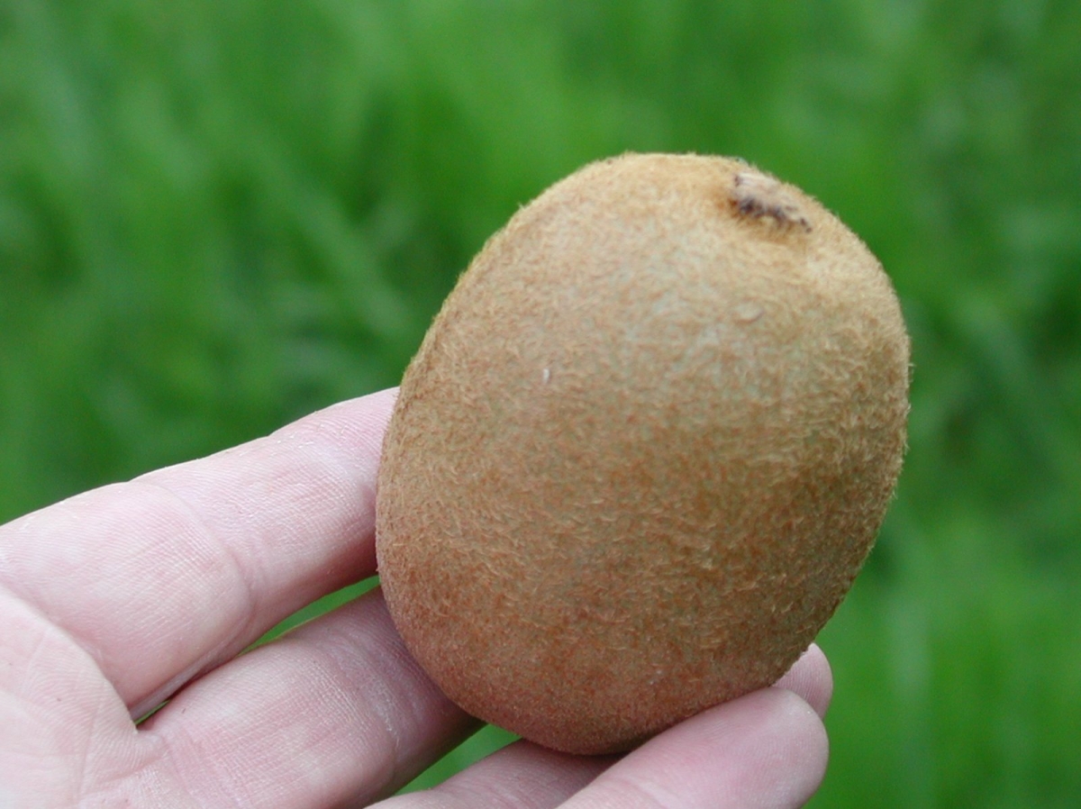 Kiwi Hayward