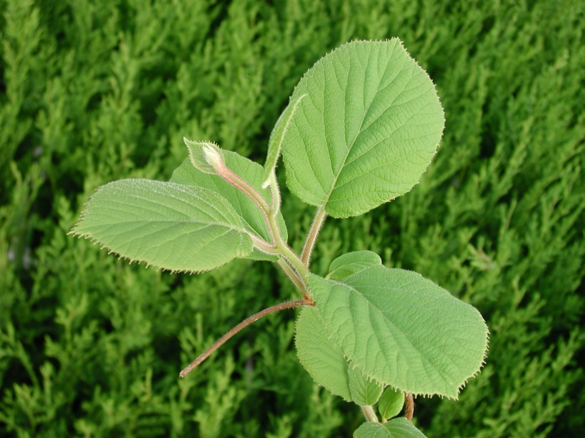 Kiwi 'Herma'