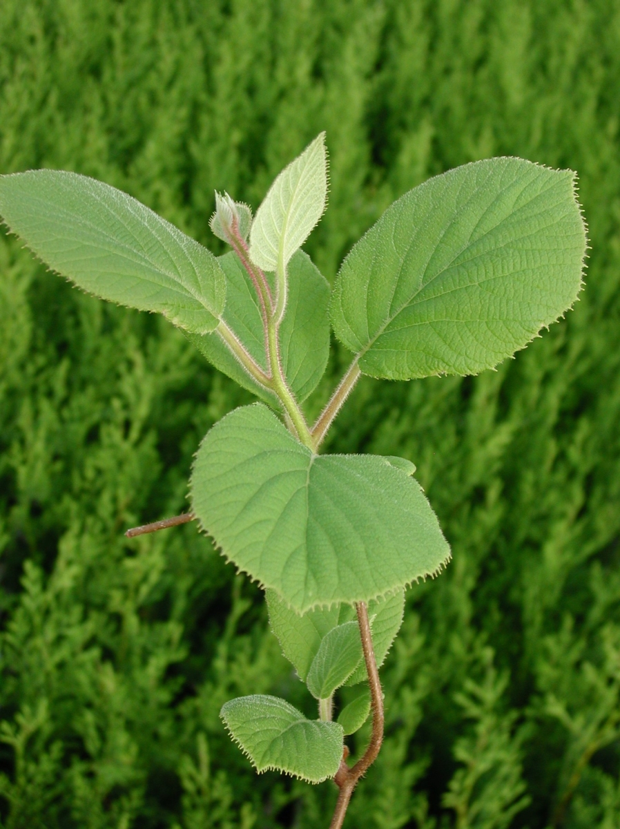 Kiwi 'Herma'