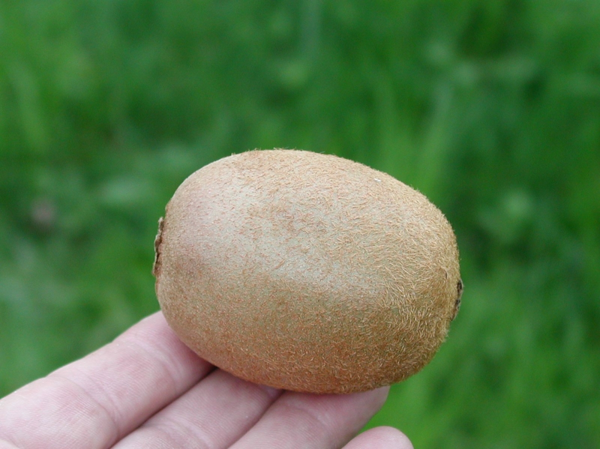 Kiwi 'Herma'