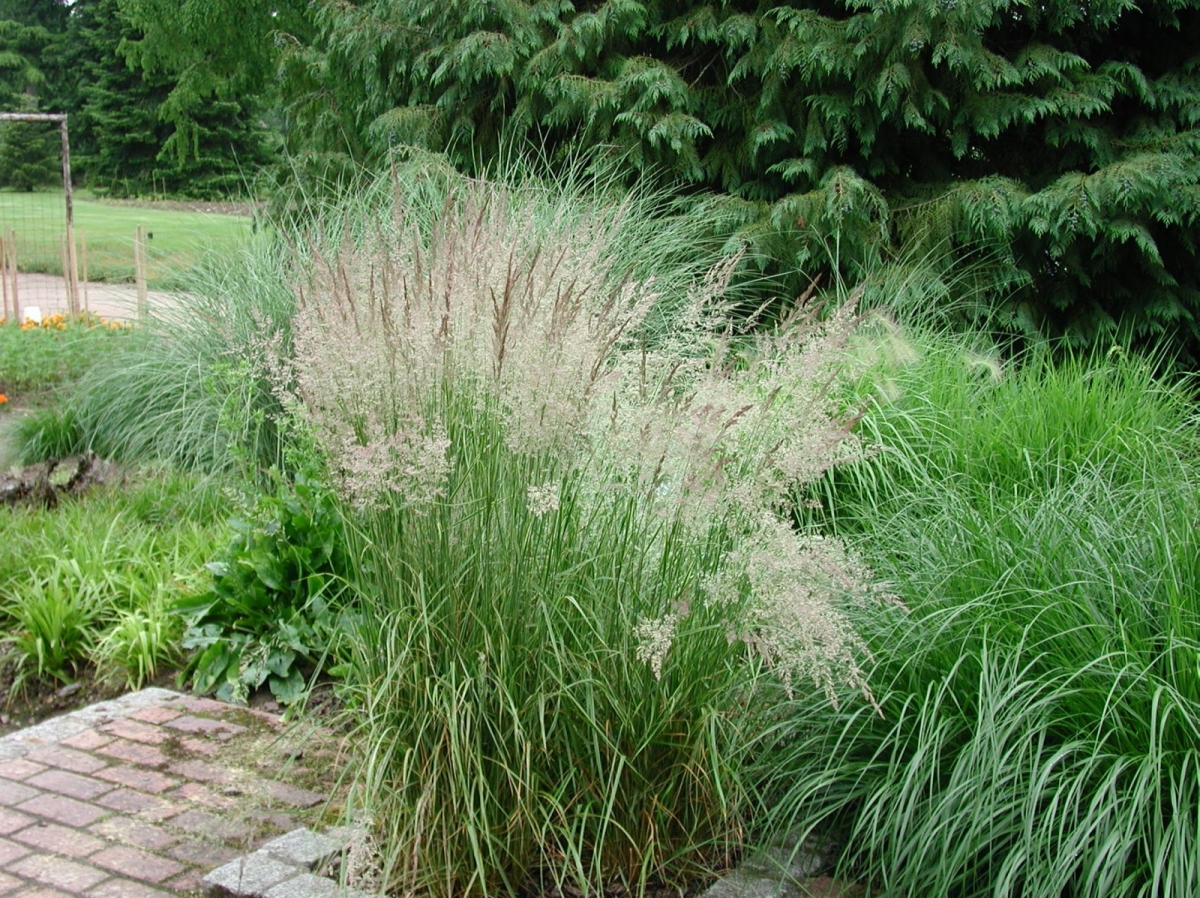 Calamagrostis Avalanche