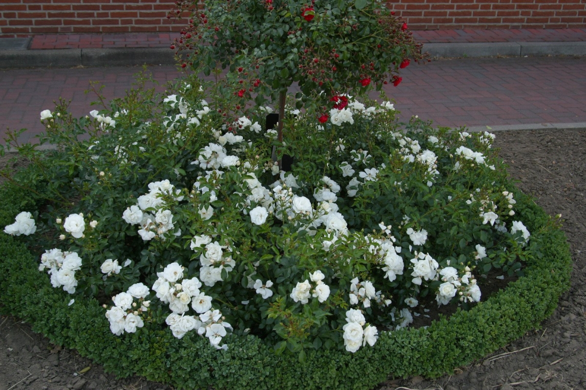 Rose Innocencia