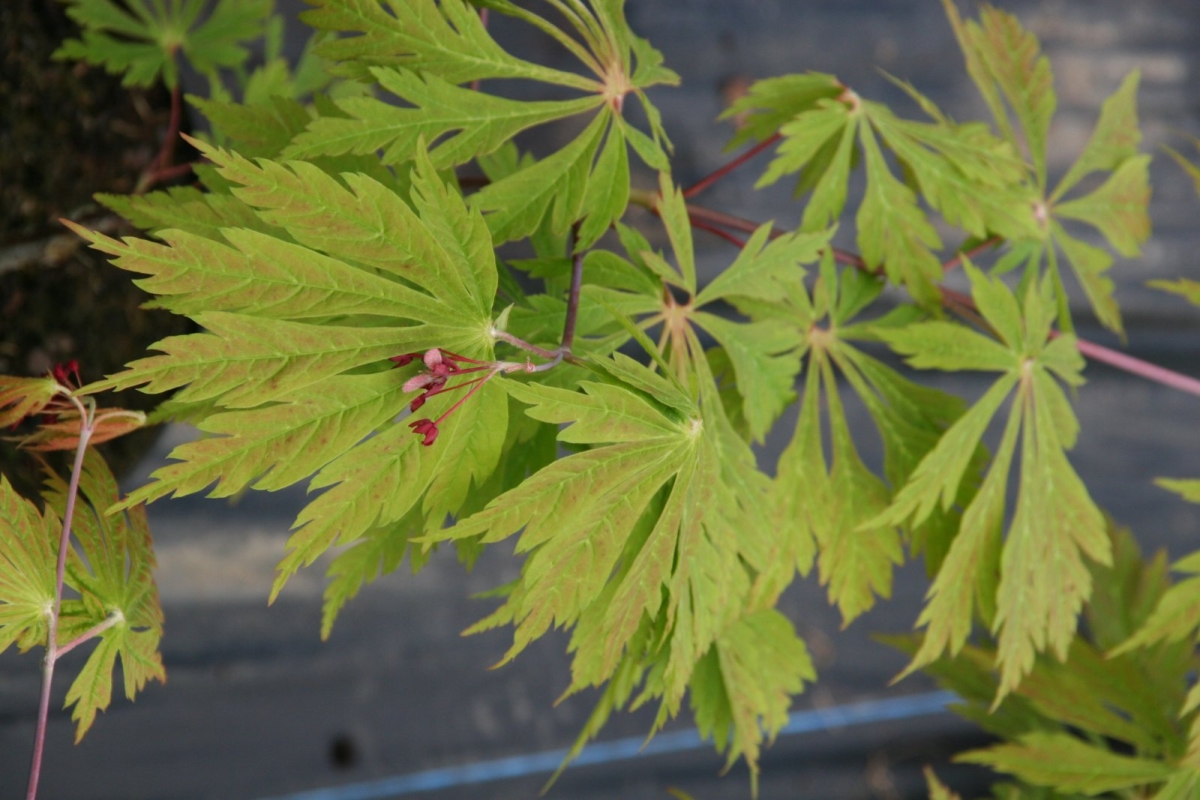 Érable du Japon à feuilles d'aconit
