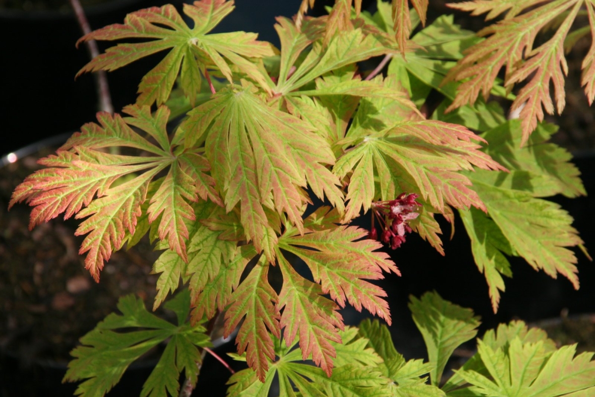 Érable du Japon à feuilles d'aconit