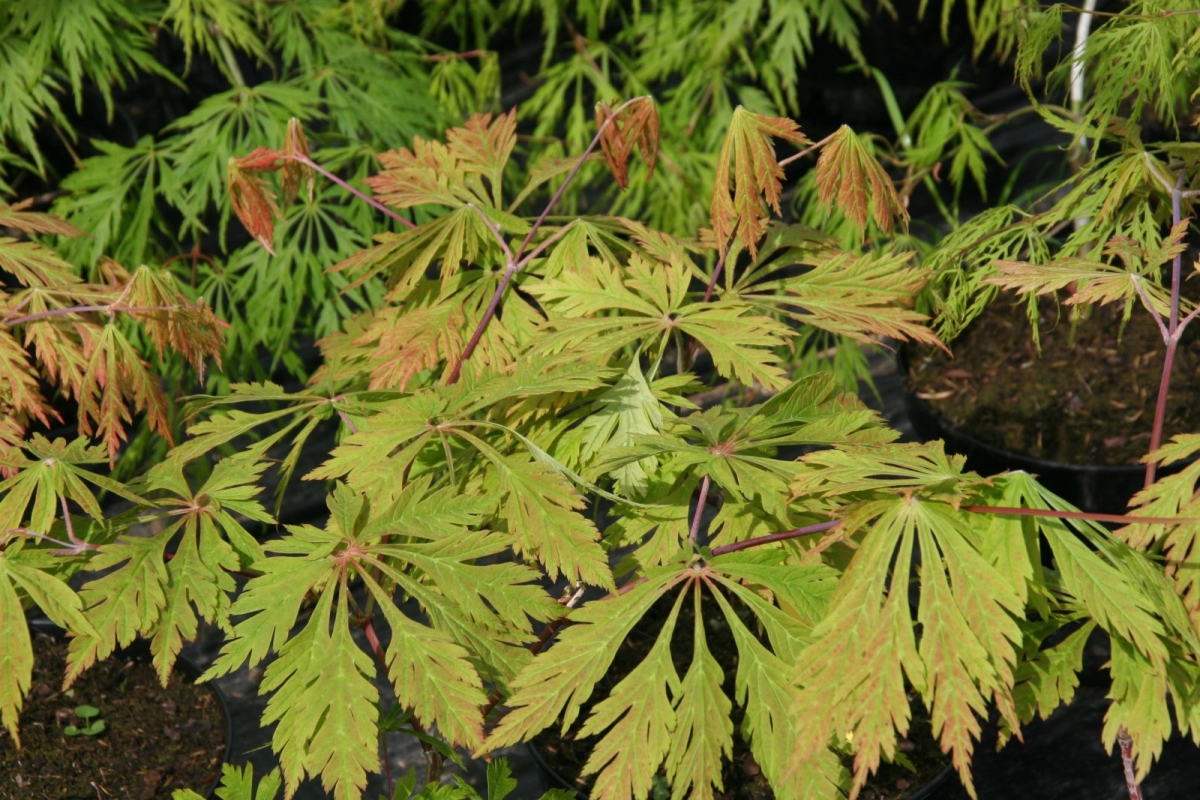 Érable du Japon à feuilles d'aconit