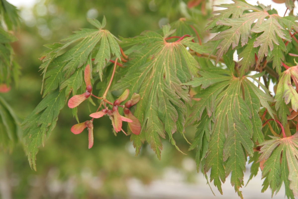 Érable du Japon à feuilles d'aconit