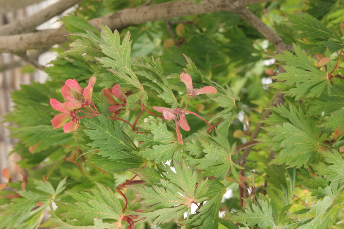 Érable du Japon à feuilles d'aconit