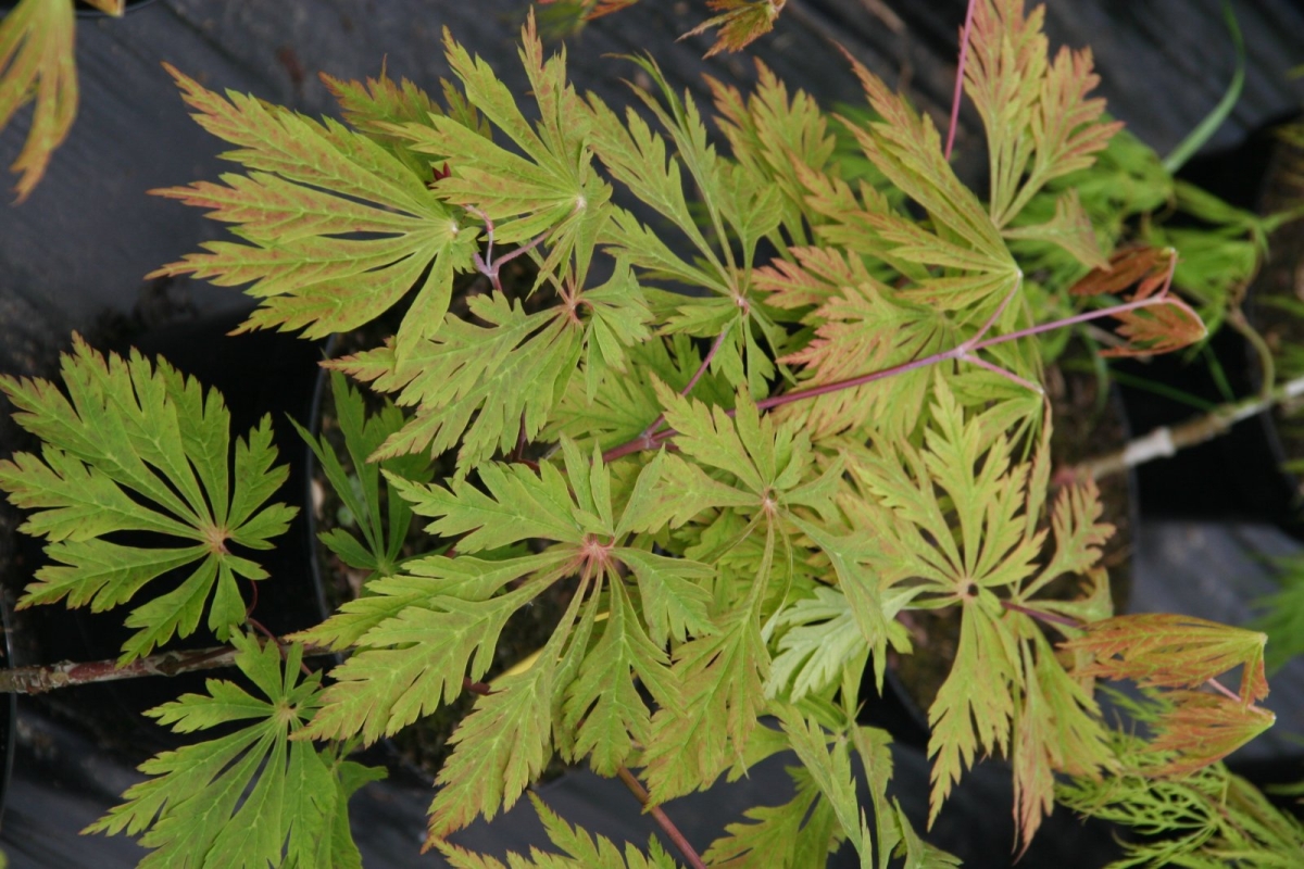 Érable du Japon à feuilles d'aconit