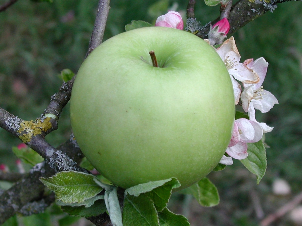 Pommier Granny Smith
