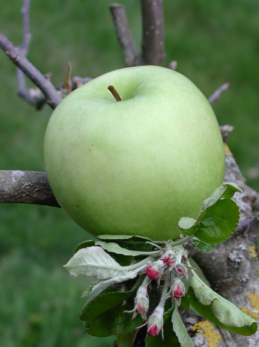 Pommier Granny Smith