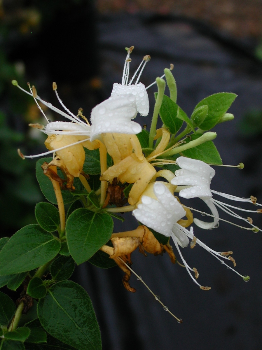 Chèvrefeuille du Japon 'Hall's Prolific'