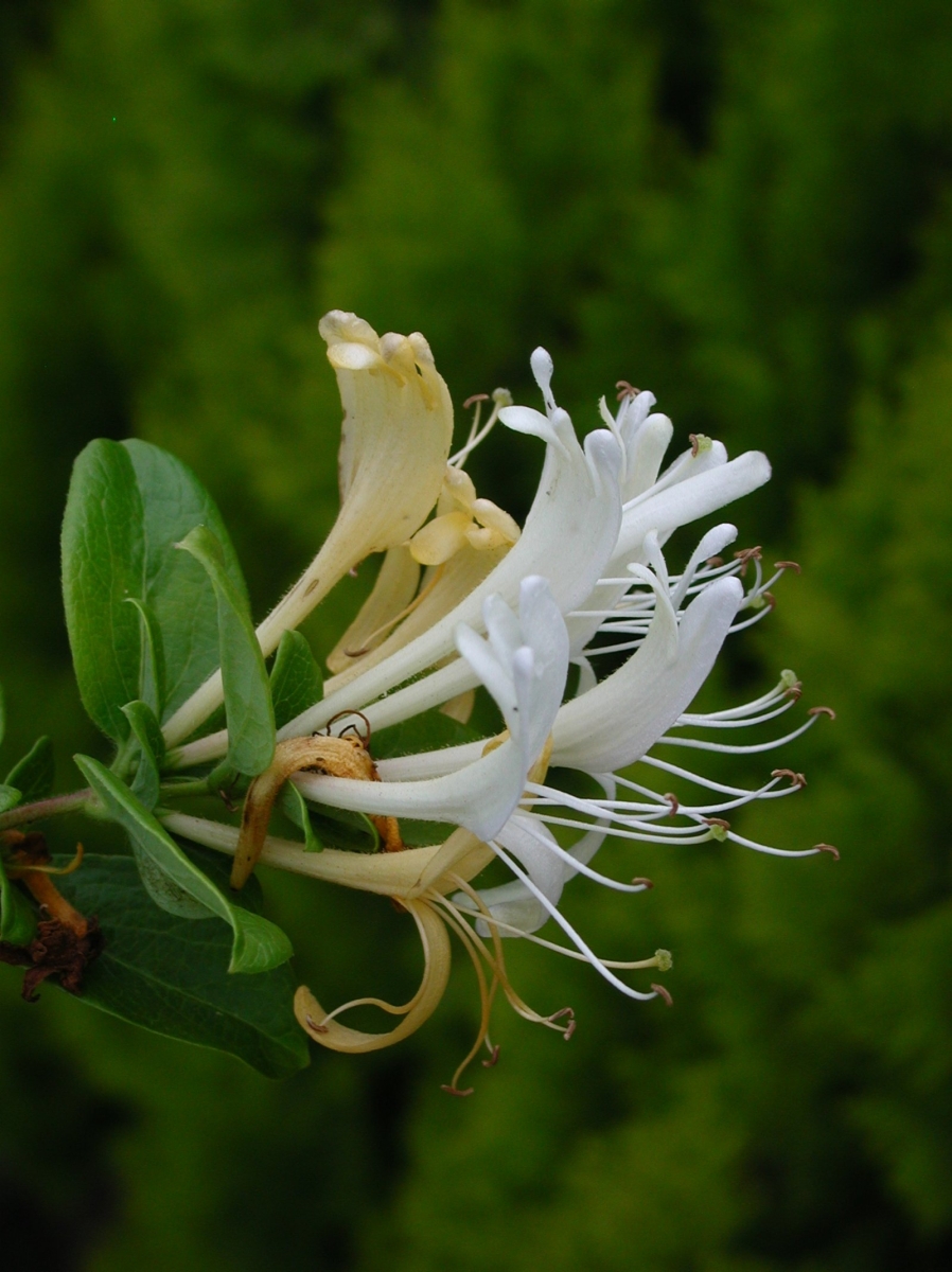 Chèvrefeuille du Japon 'Hall's Prolific'