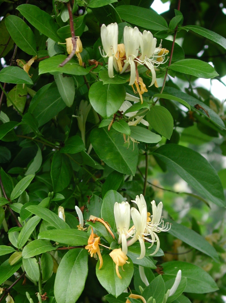 Chèvrefeuille du Japon 'Hall's Prolific'