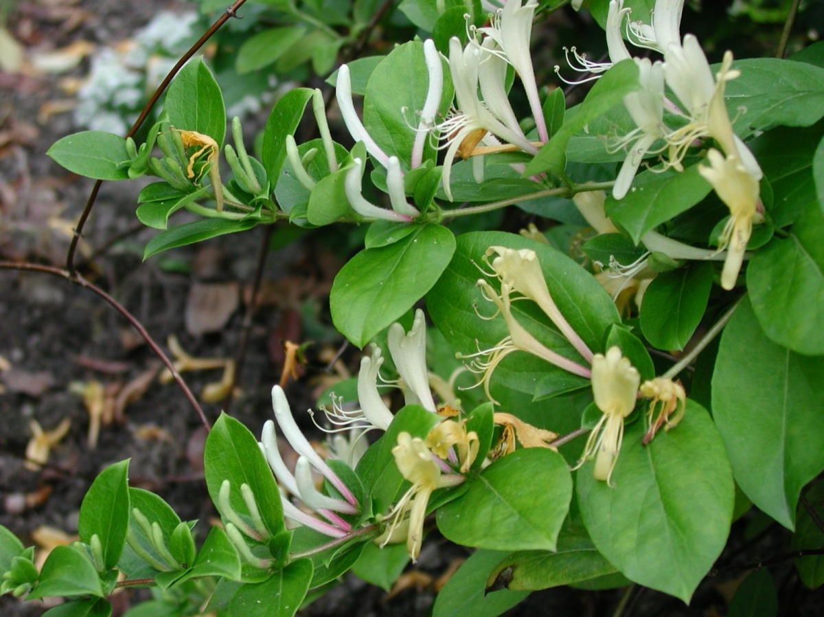 Chèvrefeuille du Japon 'Hall's Prolific'