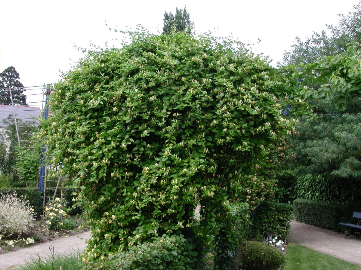 Chèvrefeuille du Japon 'Hall's Prolific'