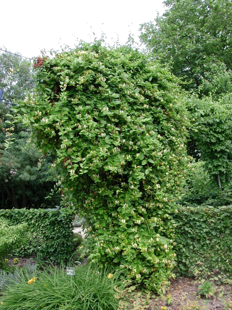 Chèvrefeuille du Japon 'Hall's Prolific'
