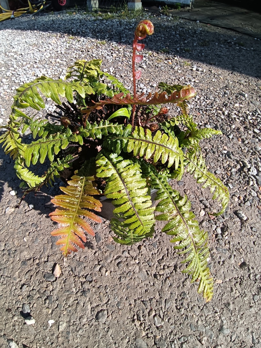 Doodia aspera 'Rough Ruby'