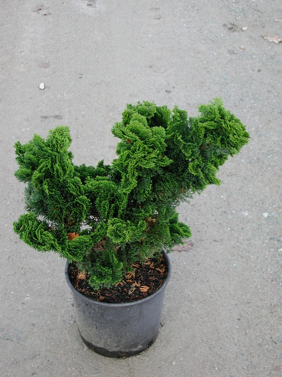 Cyprès Hinoki nain