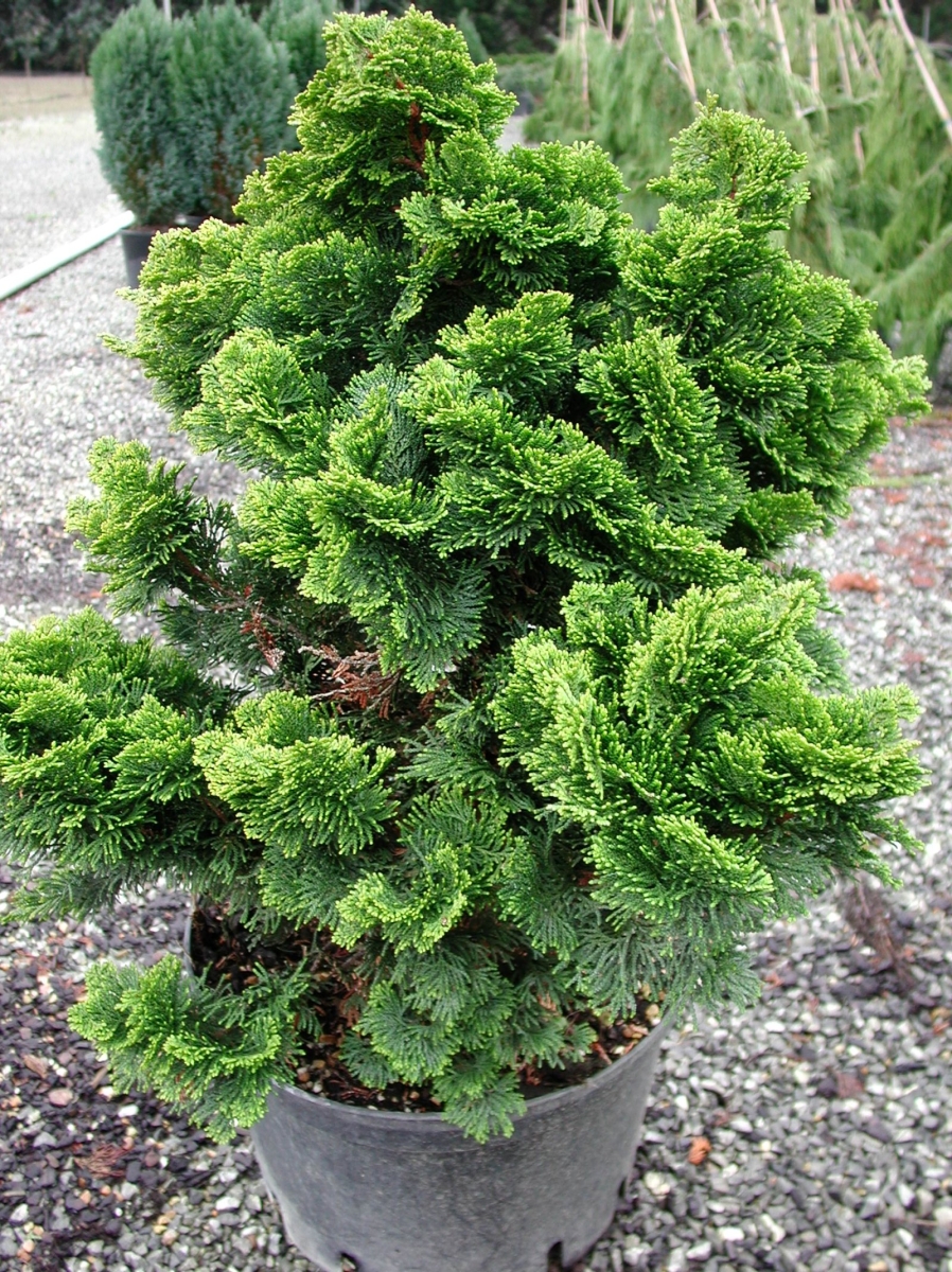 Cyprès Hinoki nain