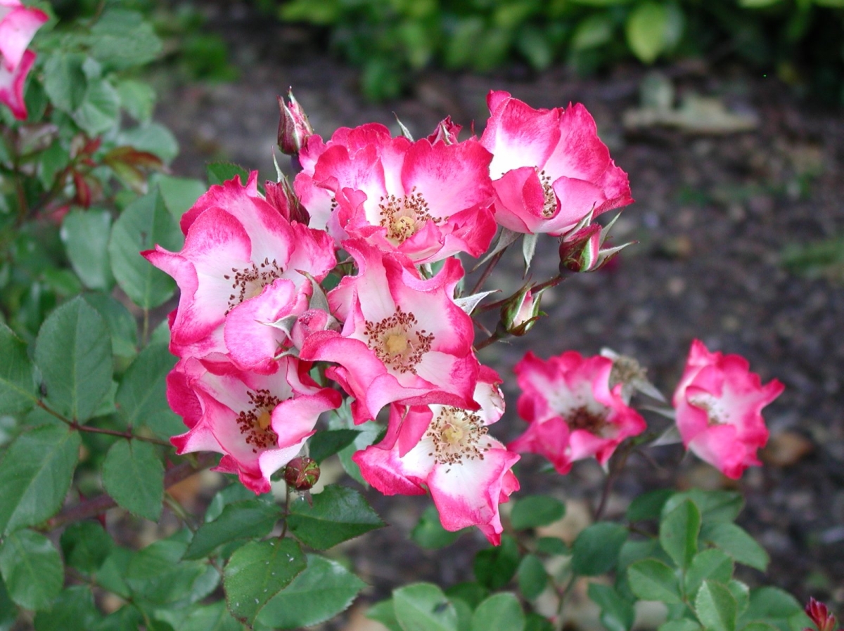 Rose noire de la Forêt