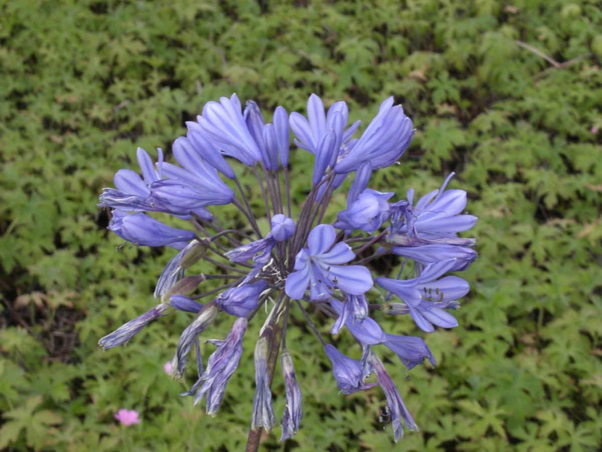 Agapanthe
