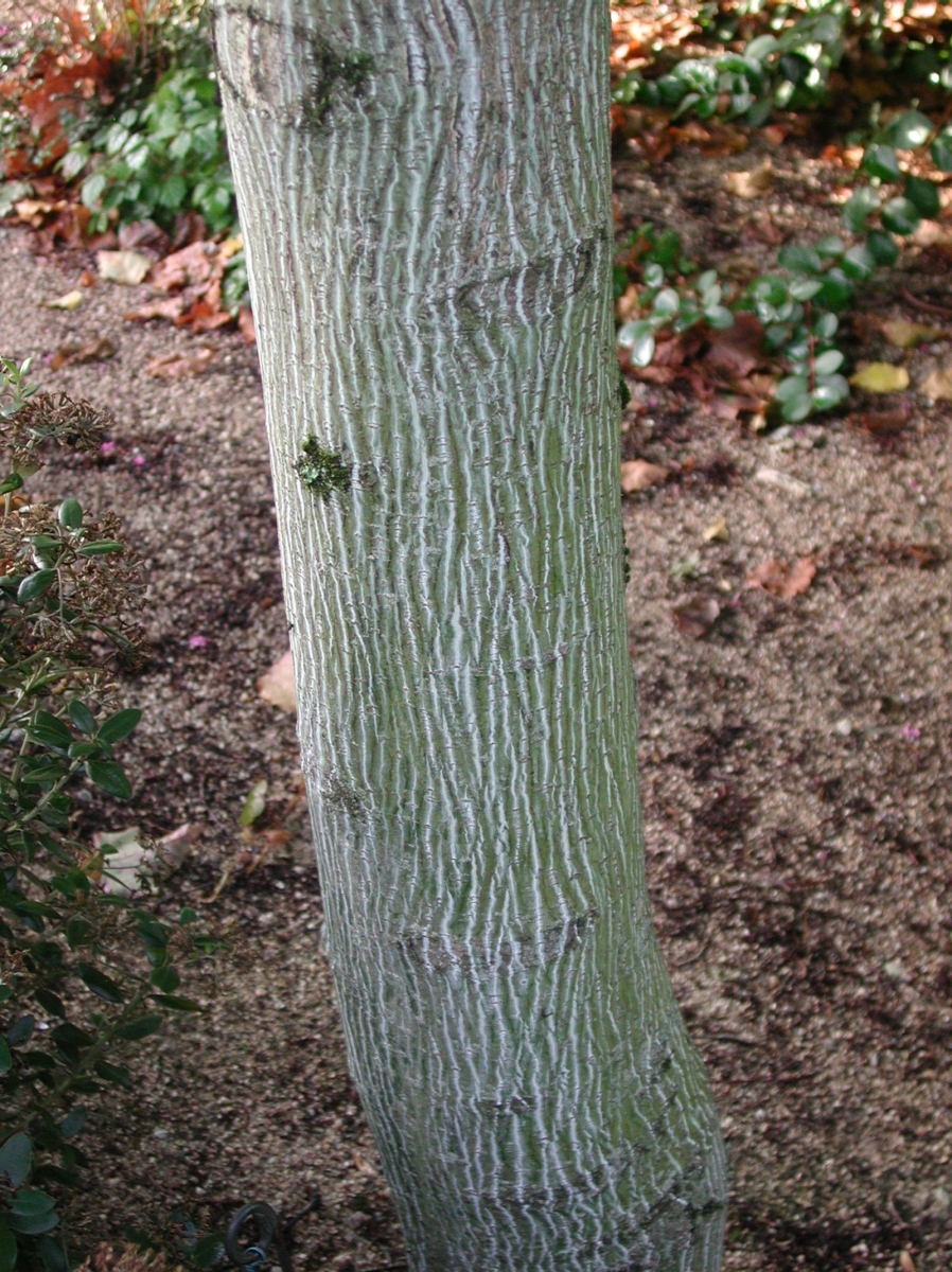 Érable de David 'Viper'