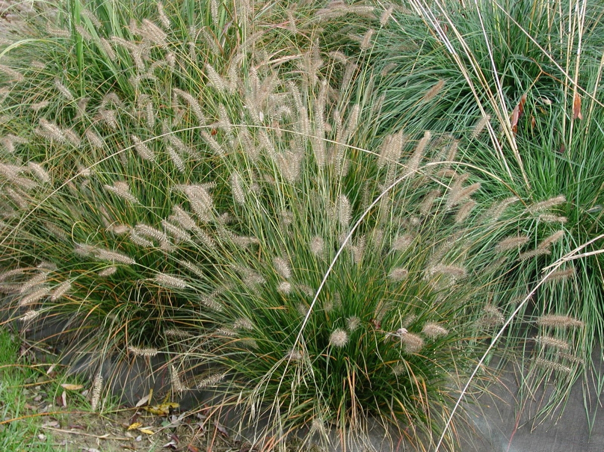 Herbe aux écouvillons Hameln