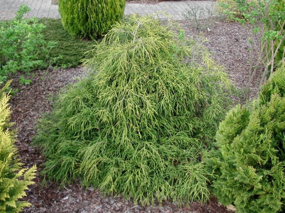 Cyprès de Sawara 'Sungold'