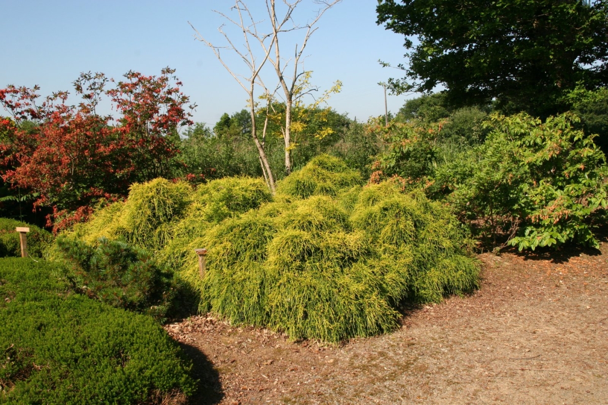 Cyprès de Sawara 'Sungold'