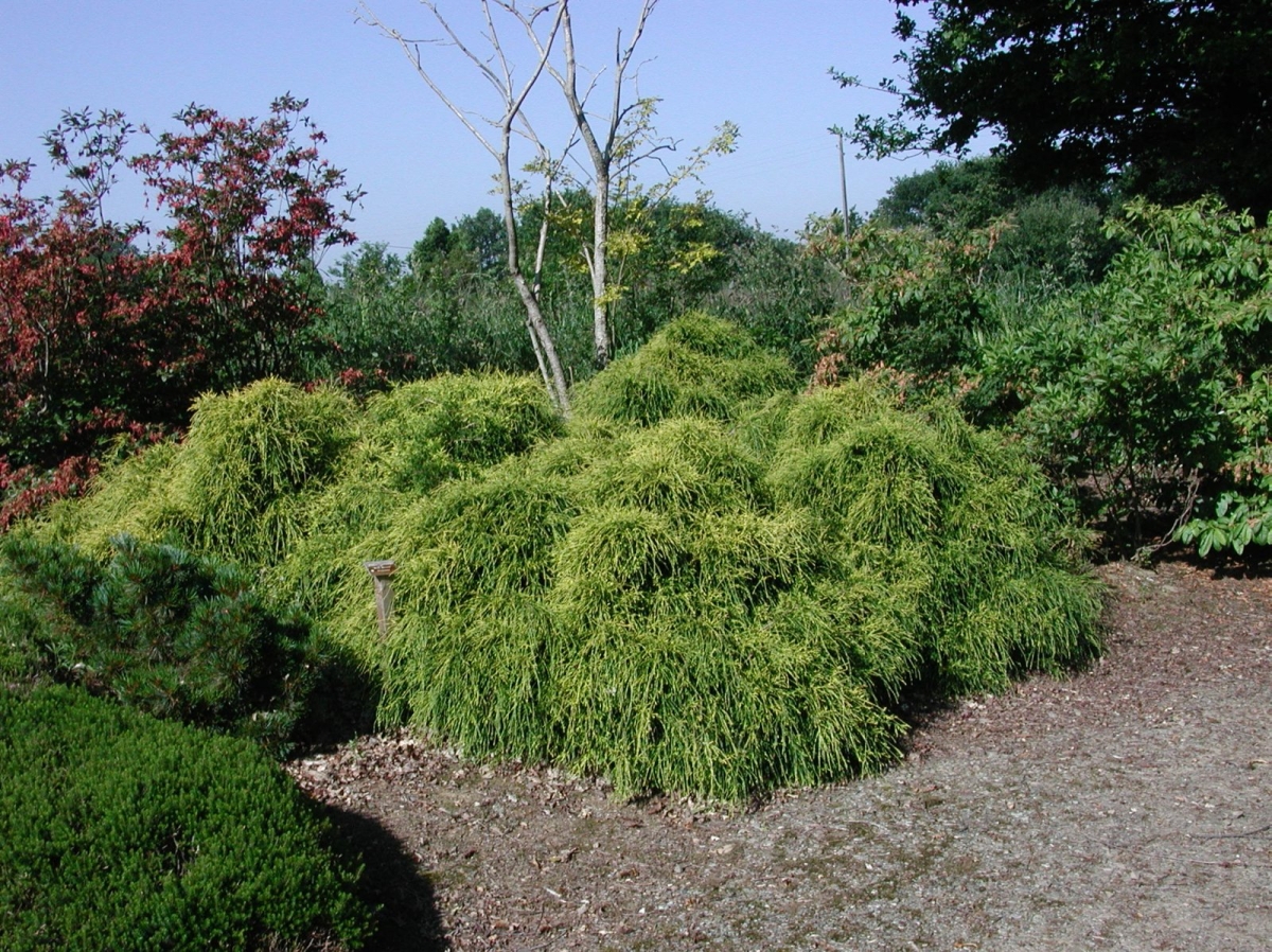 Cyprès de Sawara 'Sungold'