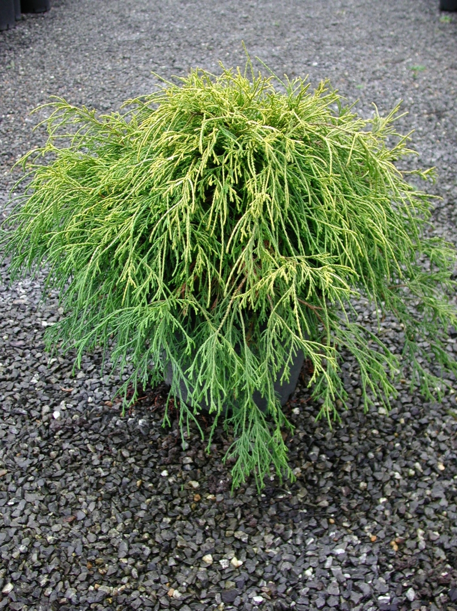 Cyprès de Sawara 'Sungold'
