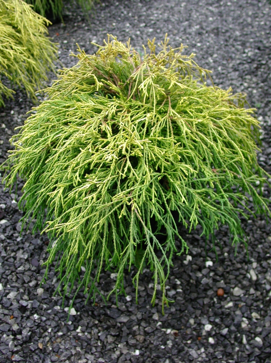 Cyprès de Sawara 'Sungold'