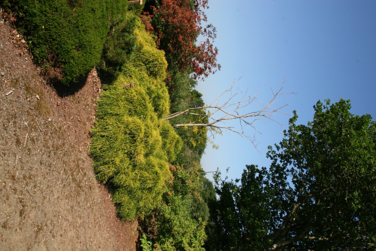 Cyprès de Sawara 'Sungold'