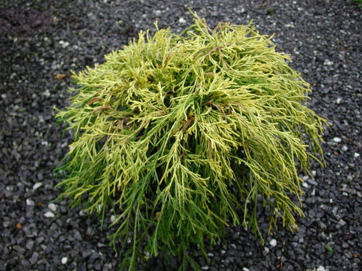 Cyprès de Sawara 'Sungold'