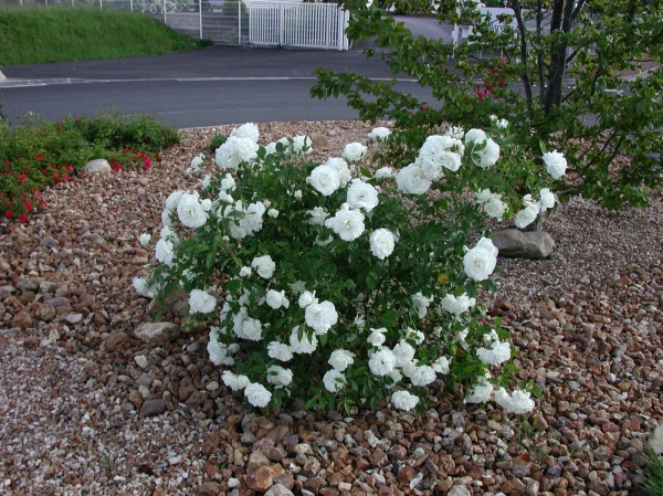 Rosier Iceberg
