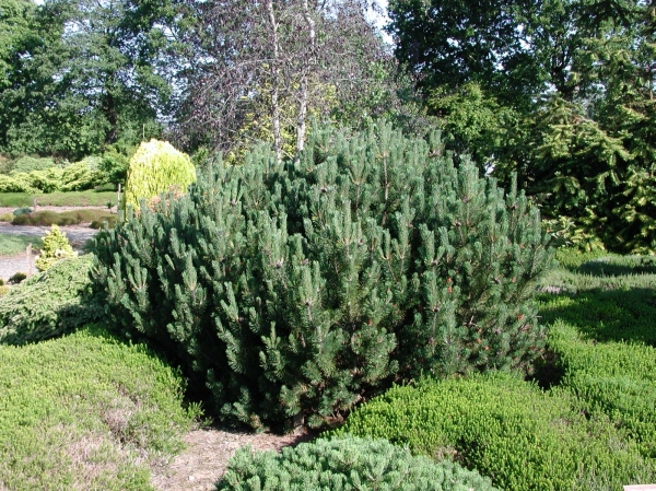 Pin de montagne Pumilio