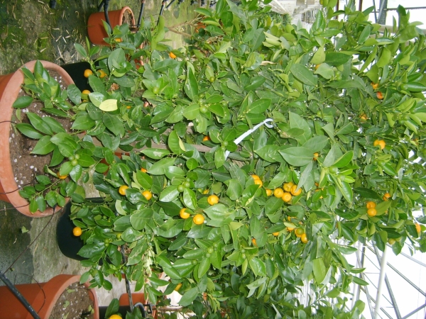 Citronnier vert 'Myrtifolia' greffé
