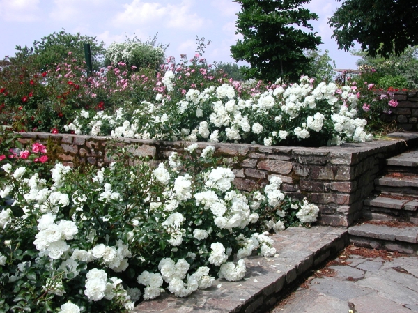 Rosa 'Bisous de Neige'