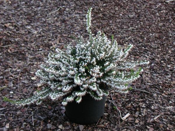 Bruyère de Darley