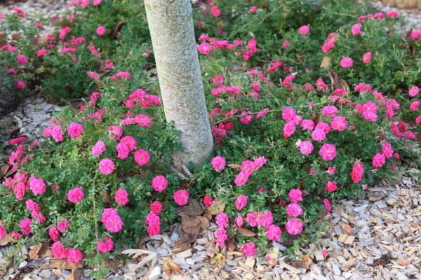 Rosier Knirps