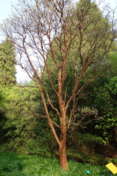Érable à écorce de papier