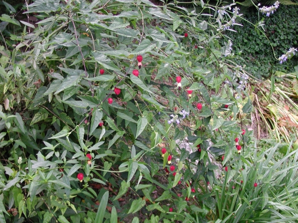 Abutilon à fleurs en cloche