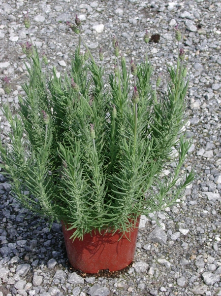 Lavande papillon 'Blue Star'