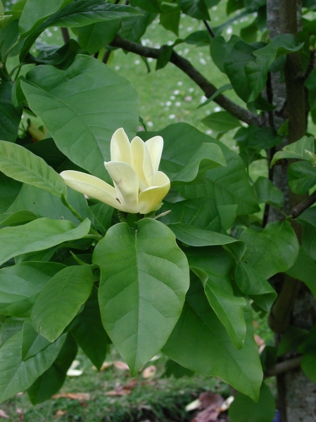 Magnolia 'Yellow Bird'