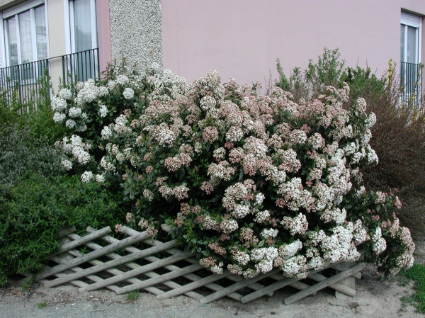 Laurier-tin Lisarose®